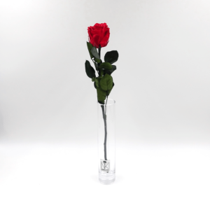 Eine_Rose_Vase_Classic