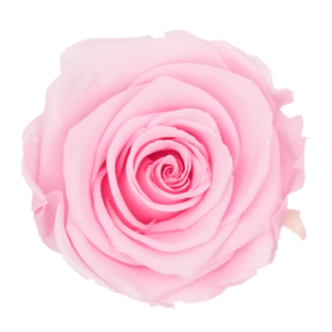 Bridal Pink