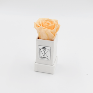 Rosenbox XS - Weiß-Perfect Peach